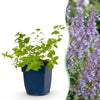 Green boutiQ - Vasteplant - Nepeta faassenii Walker's Low - Kattenkruid - Bijen en Vlinderlokkers - Blauw - 12 Planten - Pot 11cm - Hoogte 15-25cm