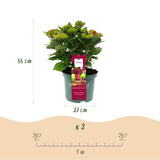 Green boutiQ - Terrasplant - Hortensia - Hydrangea Magical Teusday & Saphire - Rood - 6-10 Bloemen - 2 Planten - Pot 23cm Hoogte 55cm