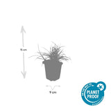 48x Luzula nivea - ↕10-25cm - Ø9cm