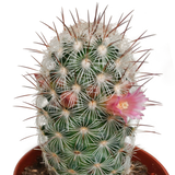 Cactus mix 5.5 cm - zonder pot bloeiend - 5x