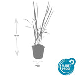 60x Imperata cylindrica 'Red Baron' - ↕10-25cm - Ø9cm