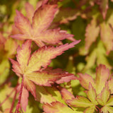 Green boutiQ - Tuinplant - Acer palmatum Sangokaku - Japanse Esdoorn - Bladverliezend - Groen - 1 - Pot 26cm - Hoogte 90cm