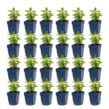 Green boutiQ - Vasteplant - Nepeta nerv. Neptune - Kattenkruid - Bijen en Vlinderlokkers - Paars - 24 Planten - Pot 11cm - Hoogte 15-25cm