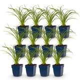Green boutiQ - Vasteplant - Hemerocallis Stella d'Oro - Daglelie - Bijen en Vlinderlokkers - Geel - 12 Planten - Pot 11cm - Hoogte 15-25cm