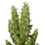 Cactus mix 5.5 cm - 5x - in Mexicaanse pot