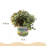 Green boutiQ - Kamerplant - Calissia repens - Kattengras - Huisdiervriendelijk - Groen - 2 Planten - met Potter Grijs - Pot 12cm - Hoogte 17-20cm