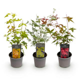 Green boutiQ - Tuinplant - Acer palmatum Tricolour - Rood-Groen-Oranje- 3 Planten - Blad verliezend - Weinig Onderhoud - Pot 12cm Hoogte 35cm