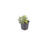 60x Helleborus orientalis - ↕10-25cm - Ø9cm