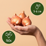 Tulpenbollen Sylvestris — gele bostulp, 160 stuks (maat 5/6)