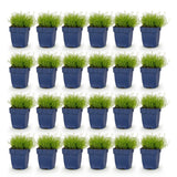 Green boutiQ - Vasteplant - Sagina subulata - Vetmuur - Rotsplanten - Wit - 24 Planten - Pot 11cm - Hoogte 15-25cm