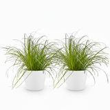 Green boutiQ - Kamerplant - Cyperus alternifolius Zumula - Kattengras - Huisdiervriendelijke Plant - Groen - 2 Planten - met Potter Wit - Pot 12cm - Hoogte 20cm