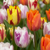 60x Tulipa Flaming Beauty Mix - Tulp Flaming Beauty Mix - Diversen - Voorjaarsbloeier - Bolmaat 11/12
