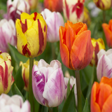 60x Tulipa Flaming Beauty Mix - Tulp Flaming Beauty Mix - Diversen - Voorjaarsbloeier - Bolmaat 11/12