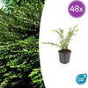 48x Lonicera pileata - ↕10-25cm - Ø9cm