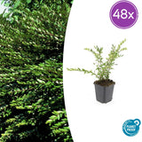 48x Lonicera pileata - ↕10-25cm - Ø9cm