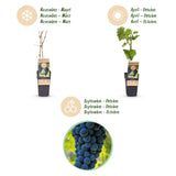 Green boutiQ - Fruitplant - Vitis vinifera Boskoop Glory - Druivenplant - Winterhard - Blauwe Druif - 2 Planten - Pot 15cm - Hoogte 50cm