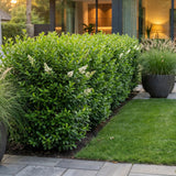 Green boutiQ - 16x Ligustrum ovalifolium - Gewone Liguster - Haagplanten - Groenblijvend - Groen - Pot 9cm - Hoogte 35-45cm