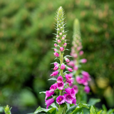 24x Digitalis purpurea - ↕10-25cm - Ø9cm