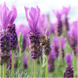 Plants by Frank - Lavandula stoechas Anouk®in 'Old Look' sierpot - 13 cm pot - set van 3 Franse Lavendels in Sierpot