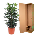 Ficus Cyathistipula struik - 140 cm - ø34