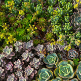 Green boutiQ - Bodembedekker - Winterhard - Alpine Mix - 8 Planten - Diversen Kleuren- Weinig Onderhoud - Pot 14 Hoogte 17
