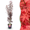 Green boutiQ - Tuinplant - Acer palmatum Atropurpureum - Japanse Esdoorn - Bladverliezend - Paars - 1 - Pot 26cm - Hoogte 90cm