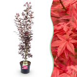 Green boutiQ - Tuinplant - Acer palmatum Atropurpureum - Japanse Esdoorn - Bladverliezend - Paars - 1 - Pot 26cm - Hoogte 90cm