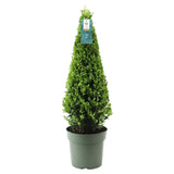 1x Ilex piramide 55 cm hoog |Ø21 cm