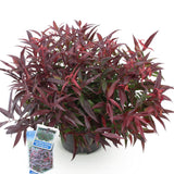 Green boutiQ - Tuinplant - Leucothoe Burning Love - Rood - 1 Plant -Groenblijvend - Weinig Onderhoud - Pot 17cm Hoogte 45cm