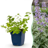 Green boutiQ - Vasteplant - Nepeta faassenii - Kattenkruid - Bijen- en vlinderlokkers - Paars - 6 Planten - Pot 11cm - Hoogte 15-25cm