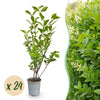 Green boutiQ - 24x Ligustrum ovalifolium - Gewone Liguster - Haagplanten - Groenblijvend - Groen - Pot 9cm - Hoogte 35-45cm