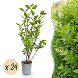 Green boutiQ - 24x Ligustrum ovalifolium - Gewone Liguster - Haagplanten - Groenblijvend - Groen - Pot 9cm - Hoogte 35-45cm