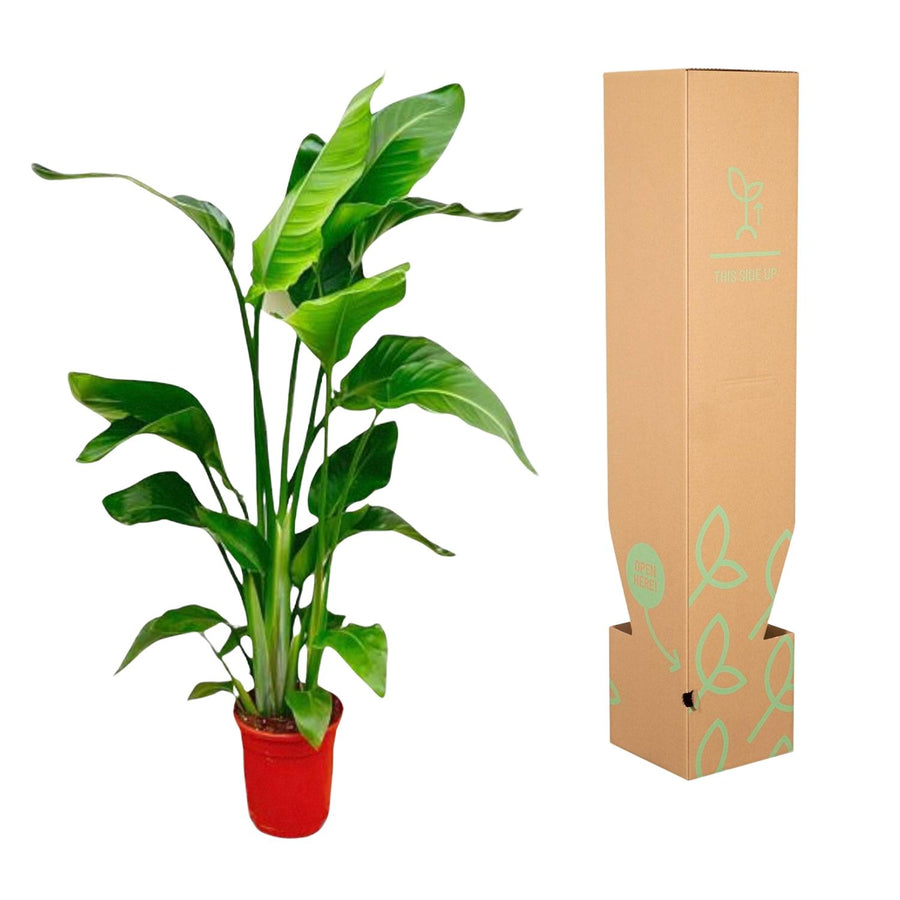 Strelitzia Nicolai – 70-100 cm hoog (foto 3)