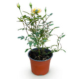 Green boutiQ - Tuin Roos - Rosa Tricolor Fairy - Roos - Winterhard - Geel-Roze - 1 Plant - Pot 12cm - Hoogte Hoogte 20-25cm