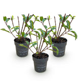Green boutiQ - Tuinplant - Hydrangea panniculata Living Little Rosy - Pluimhortensia - Winterhard - Roze - 3 Planten - Pot 12cm - Hoogte Hoogte 20-30cm