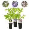 Green boutiQ - Blauwe regen - Wisteria floribunda Tricolour - Bloemen Blauw Roze Wit- 3 planten - Pot 11cm Hoogte 40cm