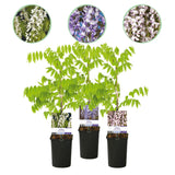 Green boutiQ - Blauwe regen - Wisteria floribunda Tricolour - Bloemen Blauw Roze Wit- 3 planten - Pot 11cm Hoogte 40cm