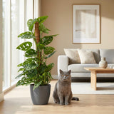 Green boutiQ - Kamerplant - Monkey Mask - Monstera Andansonii Mosstok - Groen - Weinig onderhoud - 1 Plant - met Potter Grijs - Pot 19cm - Hoogte 90cm