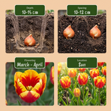 Tulpenbollen Triumph mix — gemengde triomftulpen, 120 stuks (maat 11/12)