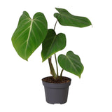 Philodendron Glorisoum - Ø12cm - ↕35cm