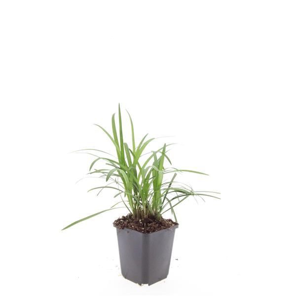 Liriope muscari 'Monroe White' – 48 planten · pot Ø9 cm · 10-25 cm hoog (foto 2)