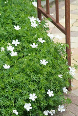 60x Geranium sang. 'Album' - ↕10-25cm - Ø9cm