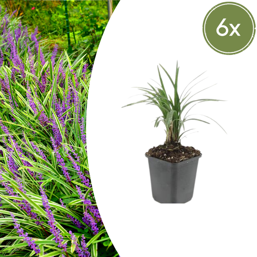 Liriope muscari 'Moneymaker' – 6 planten · pot Ø9 cm · 10-25 cm hoog