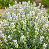 Green boutiQ - Vasteplant - Lavandula ang. Hidcote - Lavendel - Geurend - Paars - 6 Planten - Pot 11cm - Hoogte 15-25cm