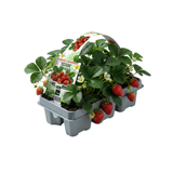 Aardbeien 6 pack (Fragaria) 100% biologisch 4x