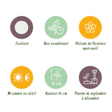 Green boutiQ - Bloembollen - Narcis Recurvus - Kleur Wit - 10 stuks - Bolmaat 12/14 - XXL Pack
