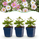 Green boutiQ - Vasteplant - Anemone Tricolour - Herfst Anemone - Schaduw - Donker Roze - Roze - Wit - 6 Planten - Pot 11cm - Hoogte 15-25cm