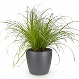 Green boutiQ - Kamerplant - Cyperus alternifolius Zumula - Kattengras - Huisdiervriendelijke Plant - Groen - 1 Plant - met Potter Grijs - Pot 12cm - Hoogte 20cm