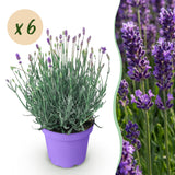 Green boutiQ - Tuinplant - Lavandula angustifolia Munstead - Lavendel - Winterhard - Paars - 6 Planten - Pot 12cm - Hoogte 15-25cm