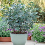 Green boutiQ - Terrasplant - Eucalyptus boom - Eucalyptus gunni- Grijs - 2 Planten - Winterhard - Pot 14cm Hoogte 30cm